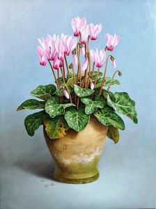 ciclamini in terracotta