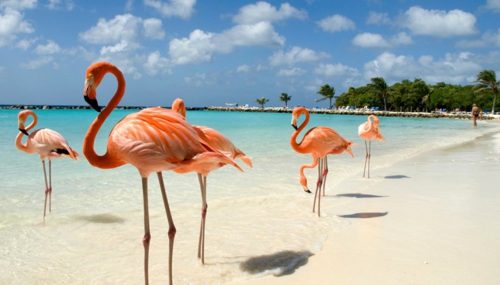 flamingo-beach-aruba